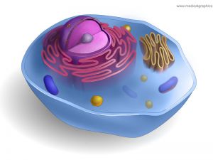 Mitochondrium/